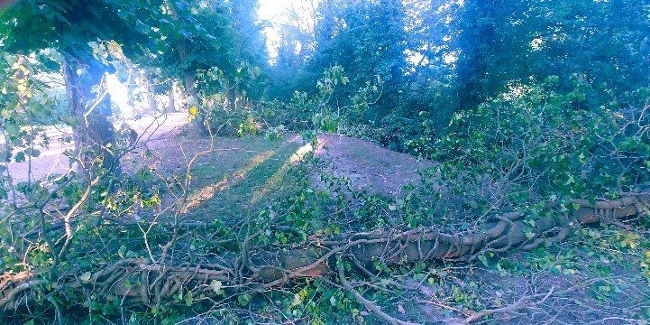 Alberi stroncati dal vento sulle mura di Ferrara