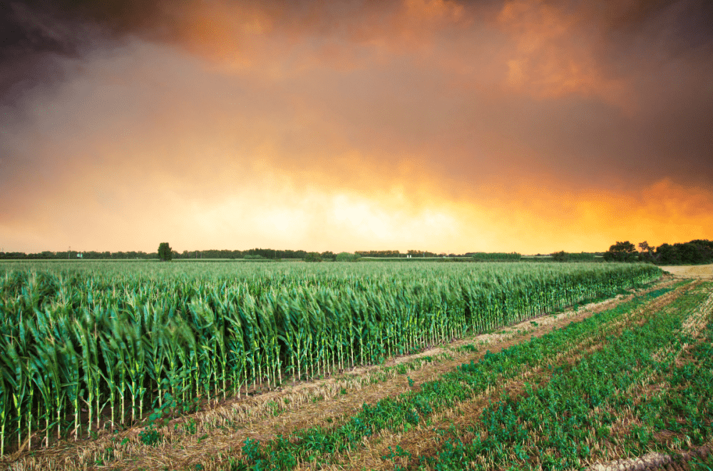 Campo di frumento minacciato da temporale