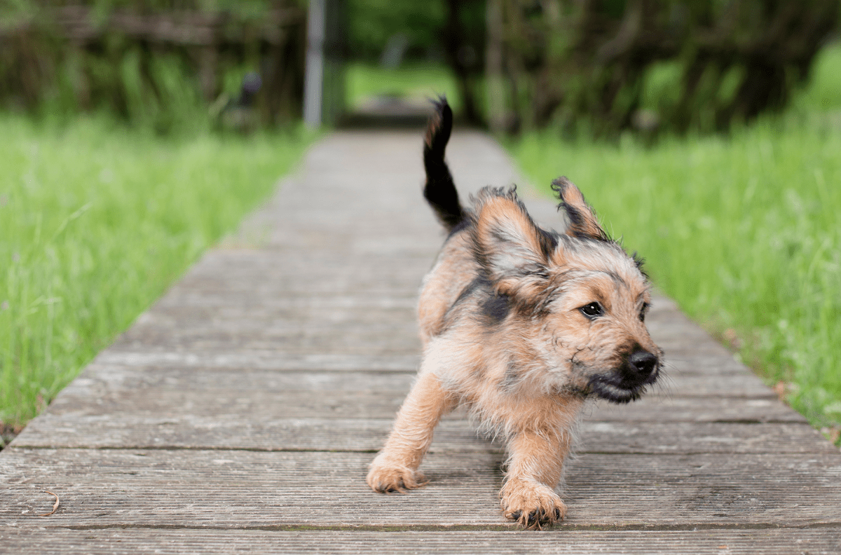 Cane fuori controllo scappa dal giardino