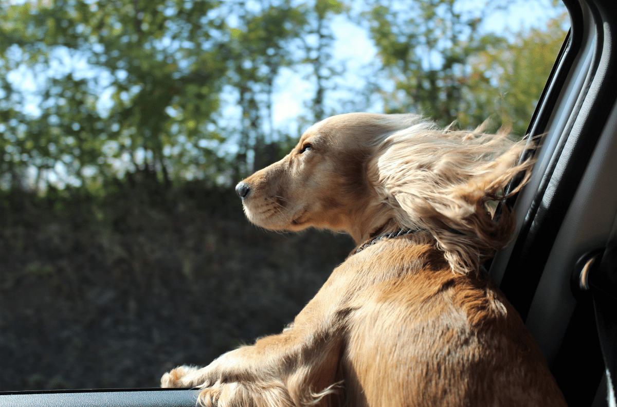 Assicurare il cane: un gesto d’amore che può salvargli la vita